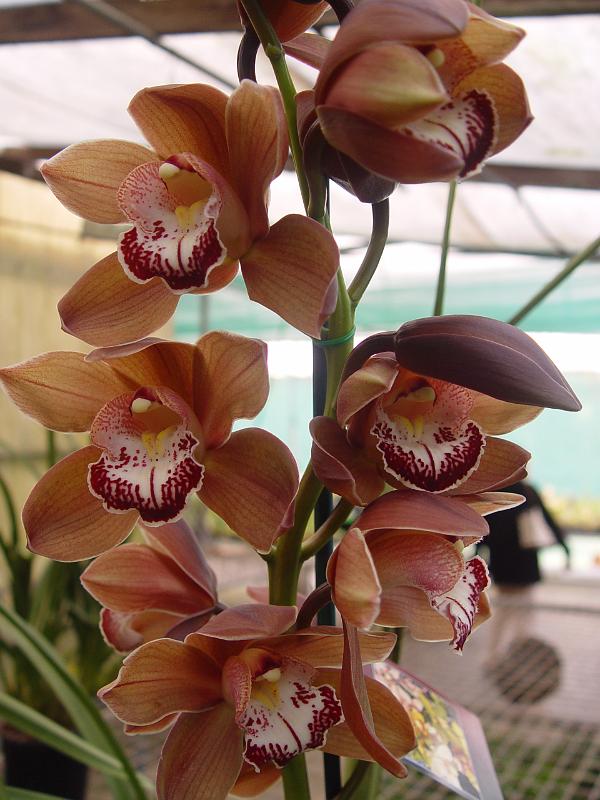 Tinonee-orchids-II 006.jpg